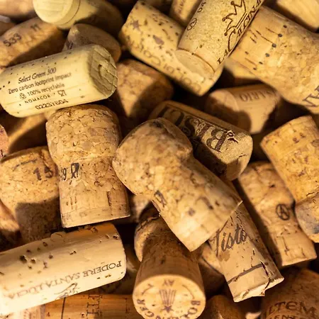 In Vino Veritas Arcevia